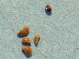 Foraminifera